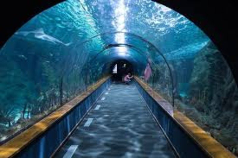 Tourists exploring Dubai Aquarium and Underwater Zoo